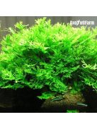 Microsorium windelov