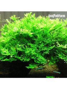 Microsorium windelov