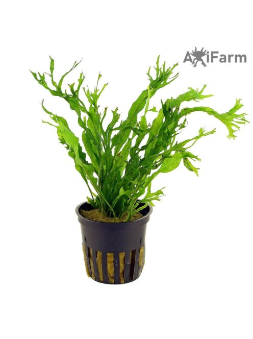 Microsorium windelov