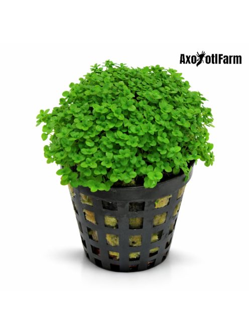 Hemianthus Callitrichoides Cuba