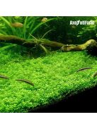 Hemianthus Callitrichoides Cuba