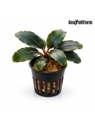 Bucephalandra aragon