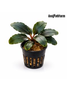 Bucephalandra aragon