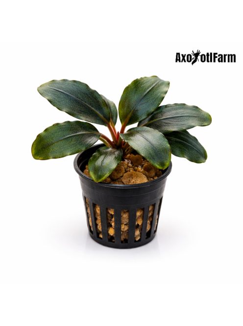 Bucephalandra aragon