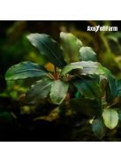 Bucephalandra aragon