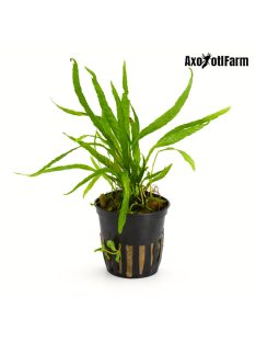 Microsorium pteropus 'narrow'