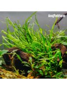 Microsorium pteropus 'narrow'