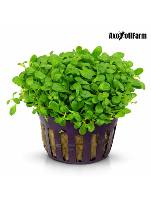 Glossostigma elatinoides