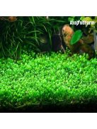 Glossostigma elatinoides