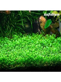 Glossostigma elatinoides