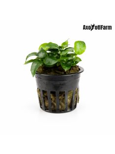 Anubias nana petite