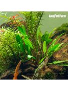 Cryptocoryne lutea