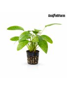 Echinodorus Ozelot Green