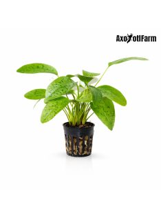 Echinodorus Ozelot Green
