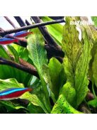 Echinodorus Ozelot Green