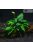 Anubias nana