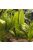 Echinodorus bleheri