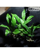 Anubias lanceolata