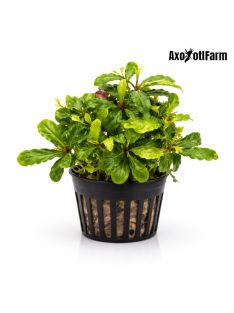 Bucephalandra green wavy