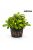 Bucephalandra green wavy