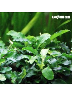 Bucephalandra green wavy