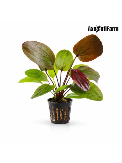 Echinodorus Ozelot Red