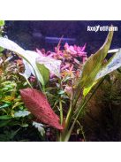 Echinodorus Ozelot Red