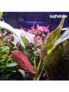 Echinodorus Ozelot Red