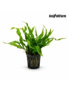 Microsorium pteropus