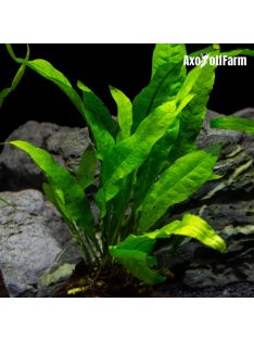 Microsorium pteropus