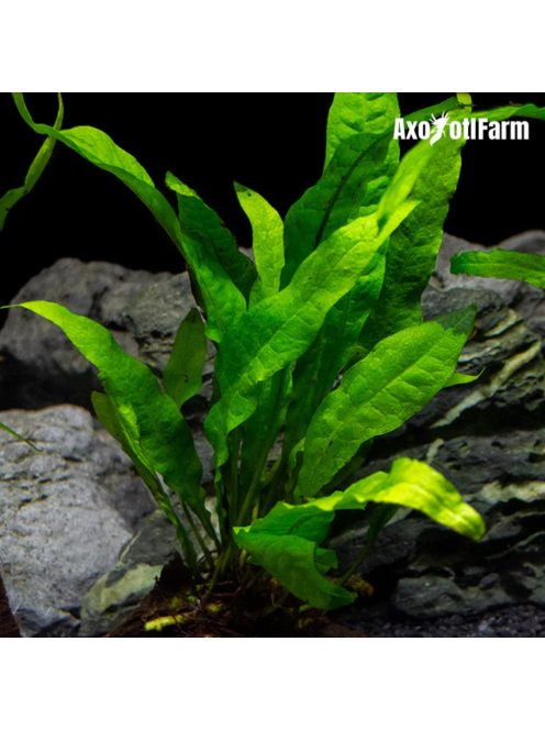 Microsorium pteropus