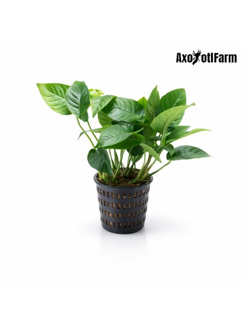 Anubias barteri striped