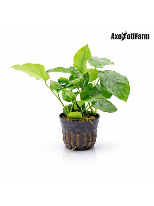 Anubias barteri var nana