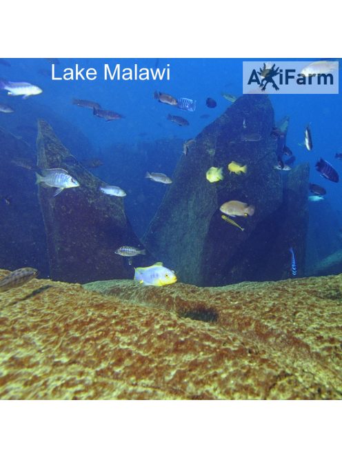 JBL Aquadur Malawi/Tanganjika250g