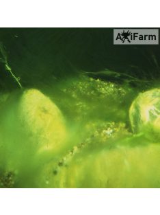 JBL AlgoPond Forte 250ml