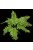 Repti Planet Plant Nephrolepis - Terráriumi műnövény dekoráció(Nephrolepis) 20cm