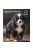 Trixie Calendar Bernese Mountain Dogs - falinaptár (Berni pásztorkutya) 2021
