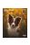 trixie 12550 naptár border collie