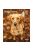 trixie 12560 naptár Golden Retriever