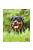 trixie 12577 naptár rottweiler