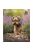 Trixie Calendar Yorkshire Terriers - falinaptár (Yorkshire Terrier) 2021