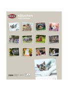 Trixie Calendar Kittens - falinaptár (kölyök macskák) 2021