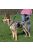 Trixie EasyWalk - Húzásgátló hám - fekete - (S) 27-36cm/20mm