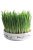 Trixie Ceramic Bowl whit Cat Grass - macskafű kerámiatálban. ø 15×4 cm (50g)