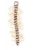 Trixie Centipede - játék (százlábú) macskák részére (33cm)