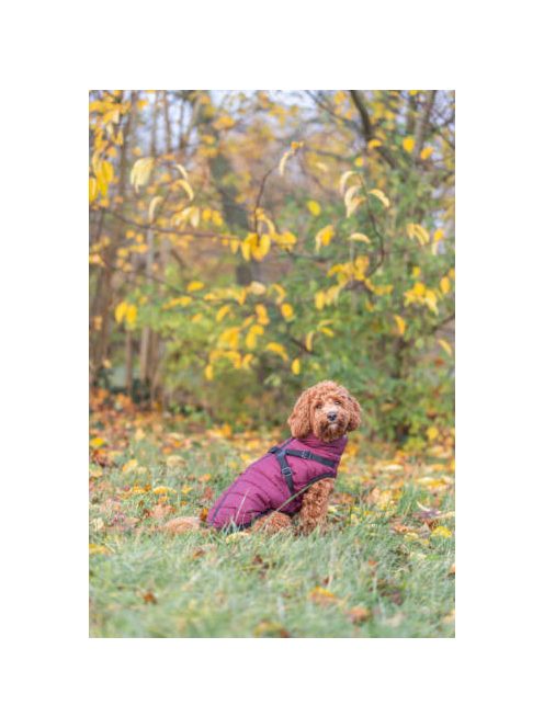 Trixie Pirou téli kabát hámmal, M:45 cm, sangria