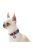 WAUDOG collar NASA21 - nyakörv (QR kódos, NASA21 dizájn, müa.csatt) kutyák részére (23-35cm/15mm) S