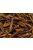 Trópus Dried Grasshopper - kiegészítő eleség (szárított szöcske) rágcsálók,madarak, sünik és hüllők részére (40g)