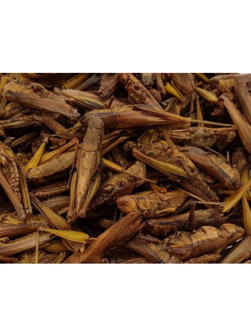 Trópus Dried Grasshopper - kiegészítő eleség (szárított szöcske) rágcsálók,madarak, sünik és hüllők részére (40g)