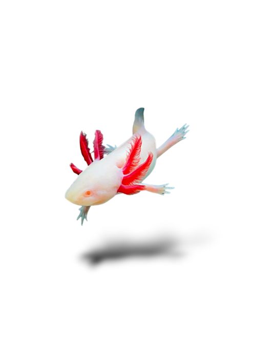 Fehér albinó axolotl, piros szemű (ifjoncok)